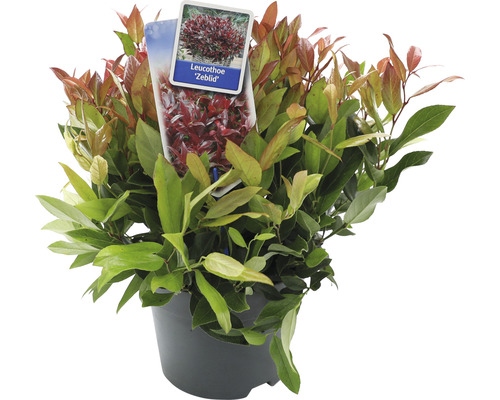 Leucothoe Zeblid plante en pot