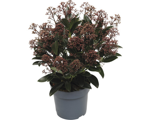 Skimmia du Japon FloraSelf Skimmia japonica "Rubella" 20+ ombelles h 15-20 cm pot 1,5 l touffu