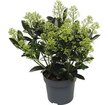 Japanische Blütenskimmie FloraSelf Skimmia japonica 'Finchy' H 15-20 cm Co 1,5 L-thumb-0