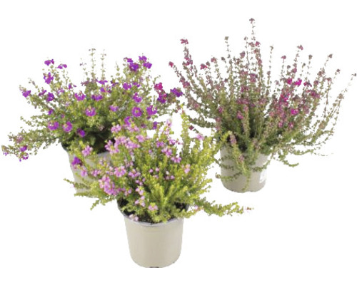 Trois plantes en pot avec des fleurs violettes et roses