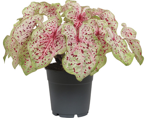 Mélange d'ailes d'anges FloraSelf, Caladium bicolore pot Ø 12 sélection aléatoire de variétés