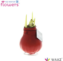 Bulbe d''amaryllis dans une couche de cire rouge sur un pied en métal