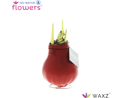 Bulbe d''amaryllis dans une couche de cire rouge sur un pied en métal