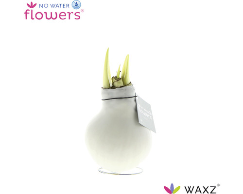 No Water Flowers Amaryllis in einer Vase