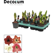 Bulbes d''amaryllis en pot dans un plateau. Différentes couleurs de fleurs d''amaryllis sont représentées.