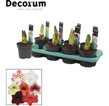 Bulbes d''amaryllis en pot sur une palette