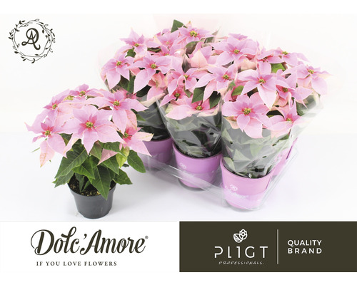 Étoile de Noël FloraSelf Euphorbia pulcherima 'Princettia' h 30-35 cm pot Ø 12 cm rose vif Étoile de Noël FloraSelf Euphorbia pulcherima 'Princettia' h 30-35 cm pot Ø 12 cm rose vif