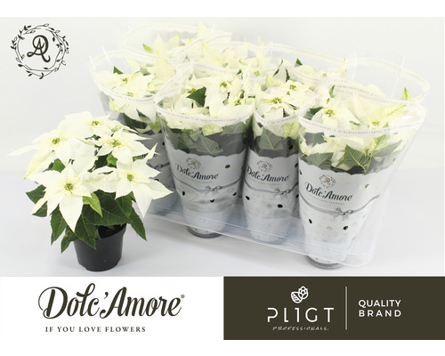 Étoile de Noël FloraSelf Euphorbia pulcherima 'Princettia' h 30-35 cm pot Ø 12 cm blanc Étoile de Noël FloraSelf Euphorbia pulcherima 'Princettia' h 30-35 cm pot Ø 12 cm blanc