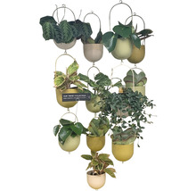 Hängepflanzen in verschiedenen Töpfen an einem Metallgestell
