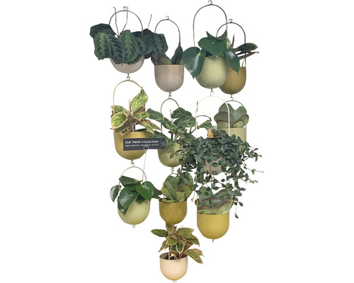 Hängepflanzen in verschiedenen Töpfen an einem Metallgestell