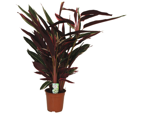 Calathée FloraSelf Calathea 'Triostar' h env. 105 cm pot de Ø 21 cm