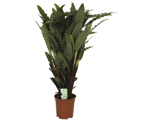 Calathea Zimmerpflanze im Topf