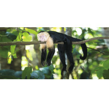 Singe capucin à tête blanche se reposant sur une branche