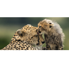 Carte postale GEO XXL guépard avec bébé 23x11 cm