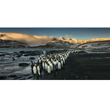 Eine große Gruppe Pinguine steht an einem Strand mit Bergen im Hintergrund.