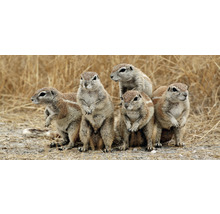 Un groupe de spermophiles se tient droit dans l''herbe.