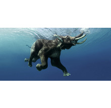 Ein Elefant schwimmt im Wasser.