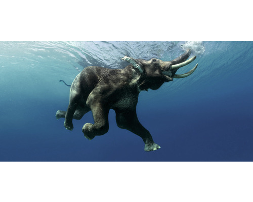 Carte postale GEO XXL éléphant sous l'eau 23x11 cm