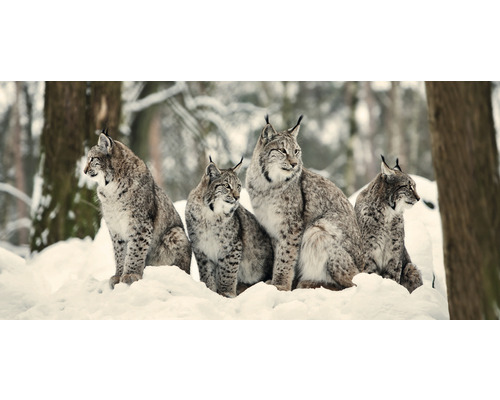Carte postale GEO XXL Jeunes lynx dans la neige 23x11 cm