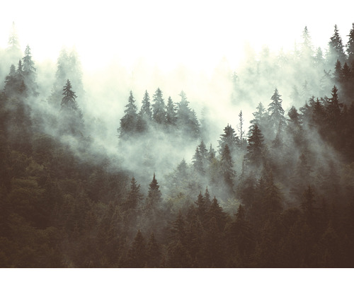 Nebelverhangener Wald mit dichten Tannenbäumen