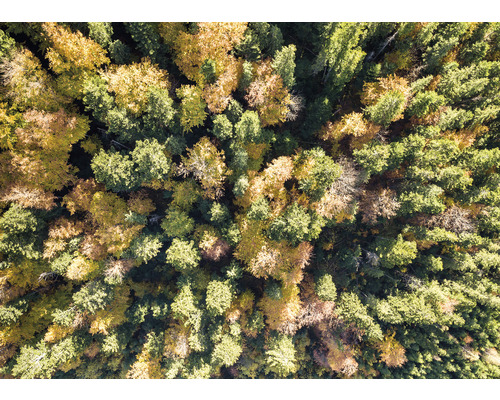 Vue aérienne d''une forêt avec des arbres feuillus et des conifères en automne
