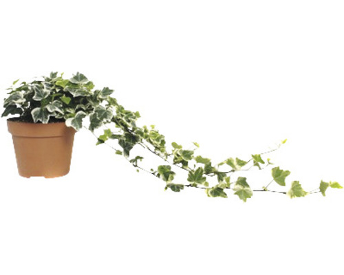 Lierre vert et blanc FloraSelf Hedera helix h env. 20 cm pot Ø 13 cm