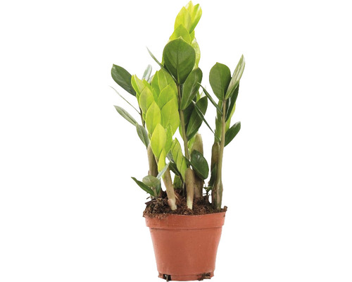 Plante ZZ FloraSelf Zamioculcas zamiifolia h env. 35 cm pot Ø 10,5 cm