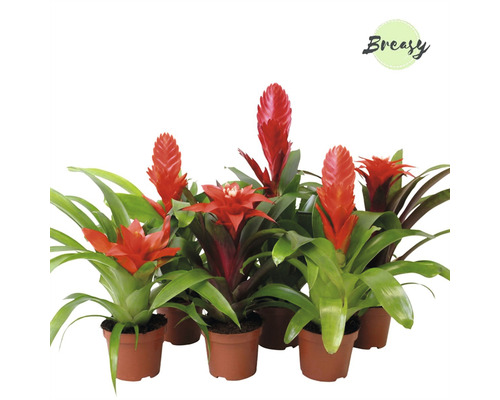 Bromelia Urban Mix FloraSelf Bromelia-Cultivars Ø 9 cm Topf rot zufällige Sortenauswahl