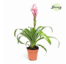 Vriesea, plante d''intérieur en pot