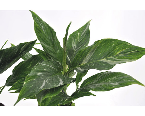 Einblatt Pflanze mit grün-weißen Blättern