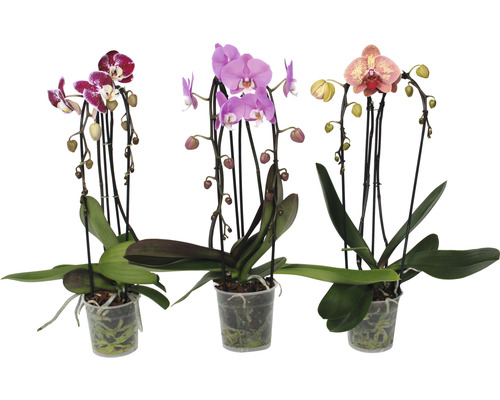 Orchidée papillon FloraSelf Phalaenopsis multiflora Cascade h 55-60 cm pot Ø 12 cm 2 panicules