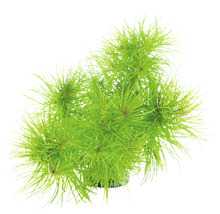 Aquarien-Wasserpflanzenpaket S "Green Mountain" für ca. 55 l Aquarium 10 Töpfe