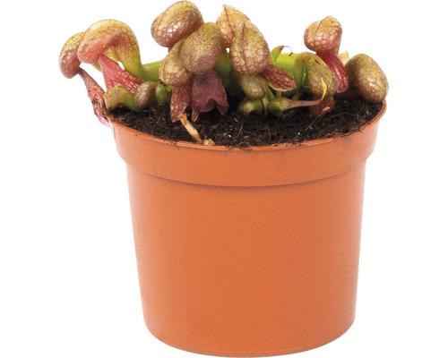 Plante carnivore en pot