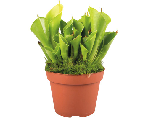 Sarracenia carnivore en pot