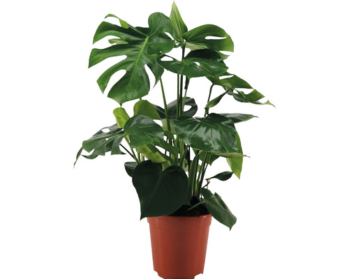 Faux philodendron FloraSelf Monstera deliciosa h env. 70 cm pot Ø 21 cm