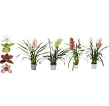 Diverses orchidées Cymbidium en pots