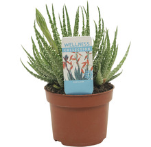 Aloe humilis im Topf mit Wellness Collection Etikett