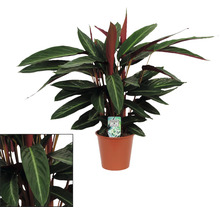 Calathea Zimmerpflanze im Topf