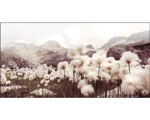 Berglandschaft mit Wollgras im Vordergrund