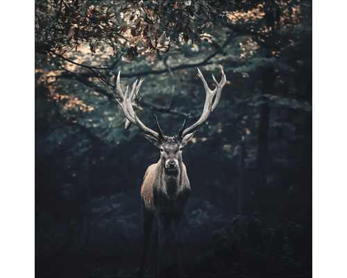 Tableau en verre Deer In The Dark 20x20 cm