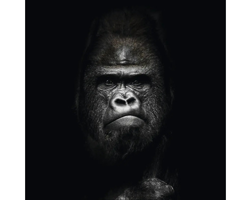 Glasbild Gorilla II 20x20 cm