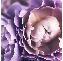 Nahaufnahme einer einzelnen Rose