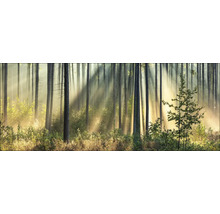 Rayons de lumière dans une forêt dense