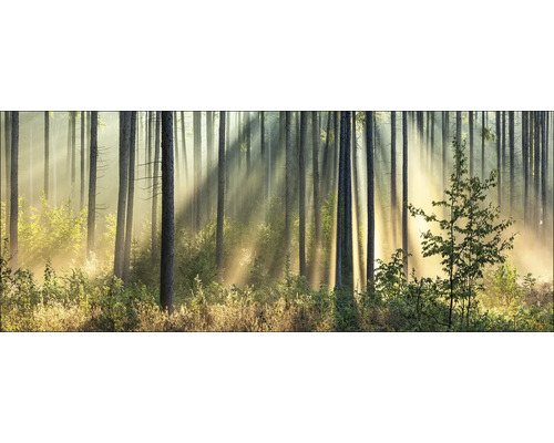 Tableau en verre Light-Flooded Forest I 80x30 cm