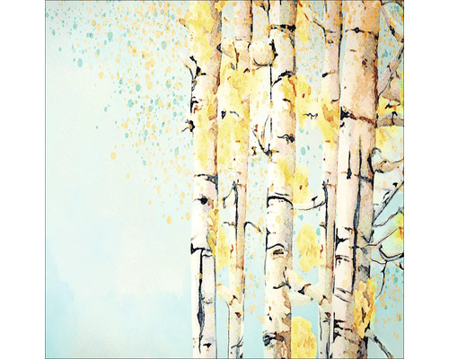 Glasbild Birken 50x50 cm