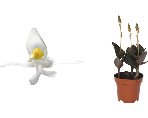 Juwelorchidee mit weißer Blüte und Topf