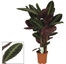 Plante Calathea en pot