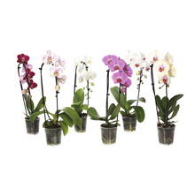 Orchidée papillon FloraSelf Phalaenopsis multiflora 'Cascade Spezial' H 55-65 cm pot Ø 12 cm 1 panicule