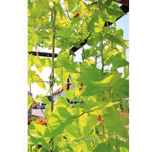 Kit de jardinière surélevée Palatino Urban avec tuteur 200 x 100 x 183 cm marron avec câble à pinces