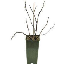 Framboisier bio FloraSelf Bio Rubus idaeus x neglectus 'Glen Coe' Co 2 l sans épines et sans rhizomes